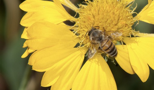 Bee on daisy flower